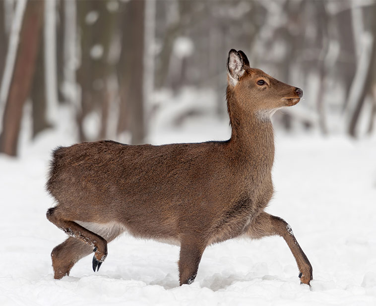 Conception de site web pour votre domaine chasse